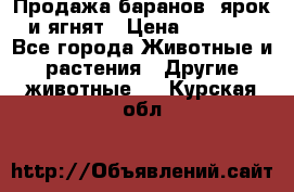 Продажа баранов, ярок и ягнят › Цена ­ 3 500 - Все города Животные и растения » Другие животные   . Курская обл.